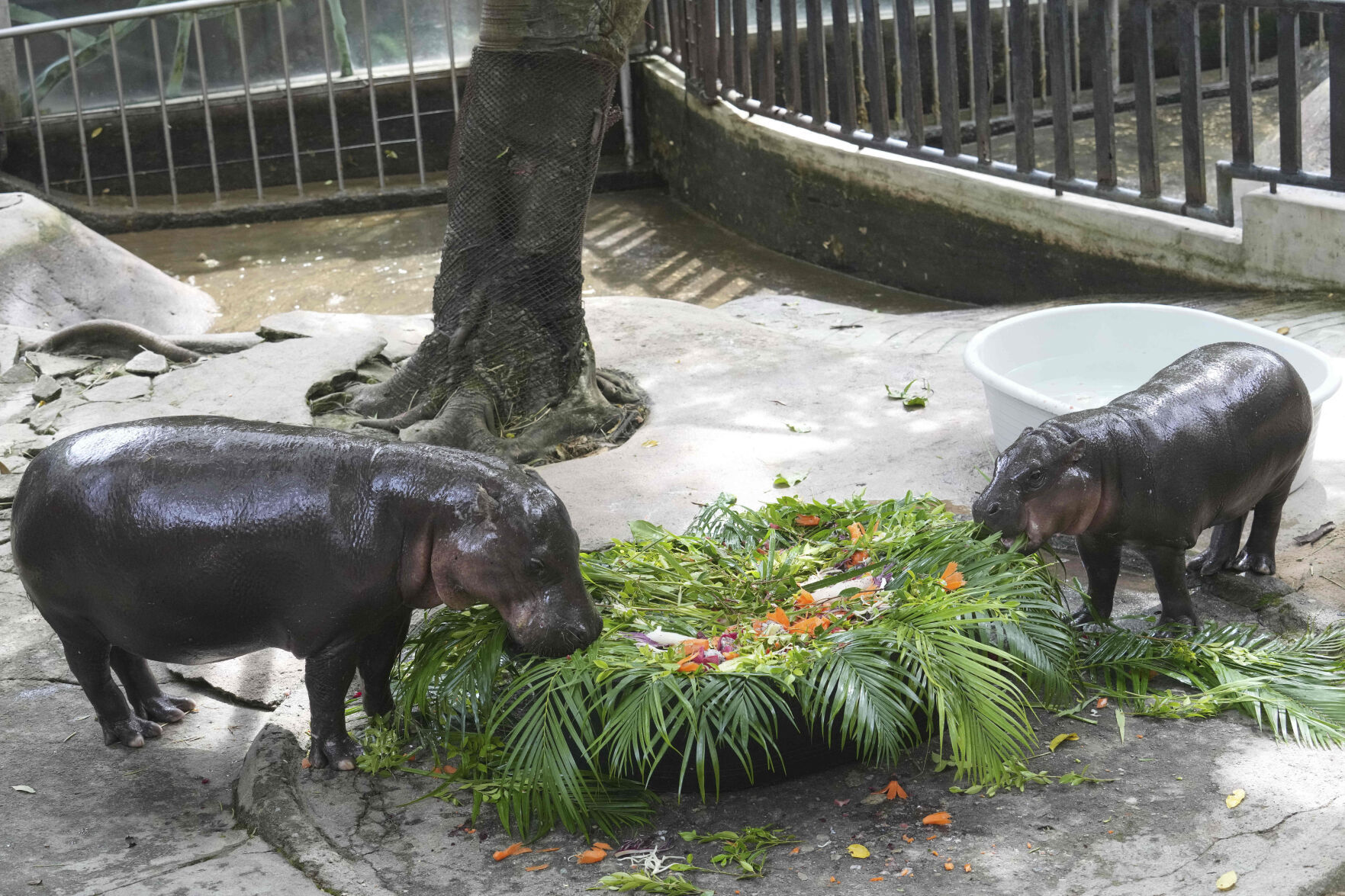 Thailand Moo Deng
